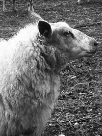 Close-up of sheep on field