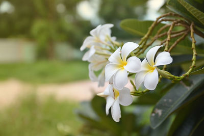 Close-up of white flowering plant in park