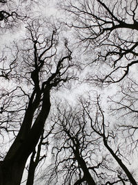 Low angle view of bare trees against sky