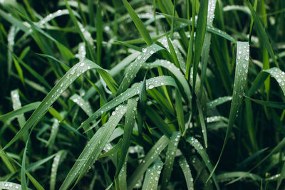 Close-up of wet plants during rainy season