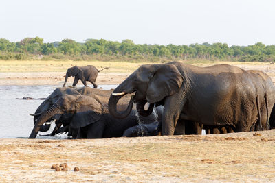 View of elephant on field