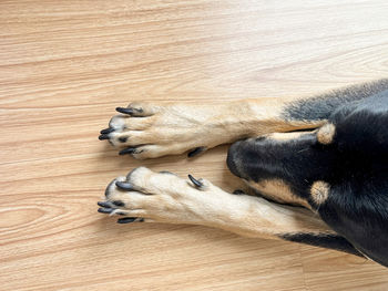 Dog lying on hardwood floor