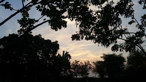 Low angle view of silhouette trees against sky