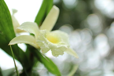 Close-up of water drops on plant