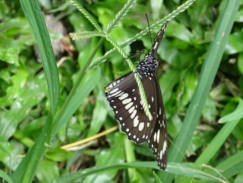 Close-up of butterfly on flower