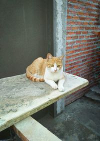 Portrait of cat sitting on wall