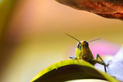 Close-up of insect