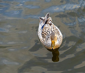 Leucistic rare mallard duck on lake black and white speckled feathers and reflection in water