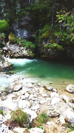 Scenic view of river flowing through forest