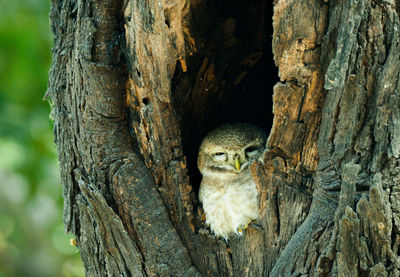 Close-up of dead tree trunk