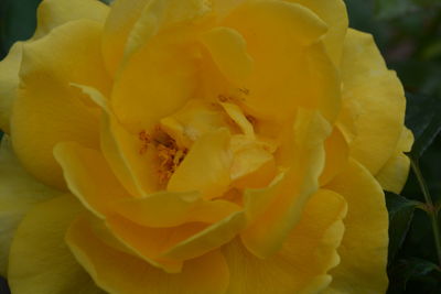 Full frame shot of yellow flower