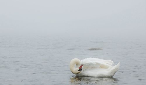 Swan swimming in lake