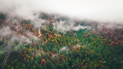 Close-up of trees growing in fog against sky