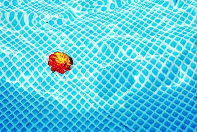 High angle view of marigold floating on swimming pool water