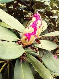 Close-up of pink flowering plant