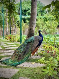 peacock