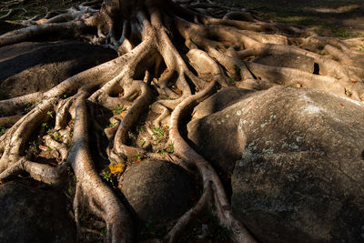 View of tree roots