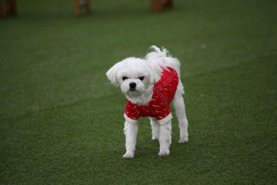Portrait of dog on grass