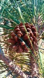 Low angle view of pine cones on tree