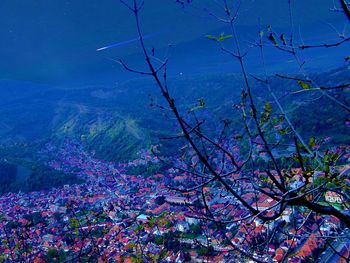Trees against blue sky
