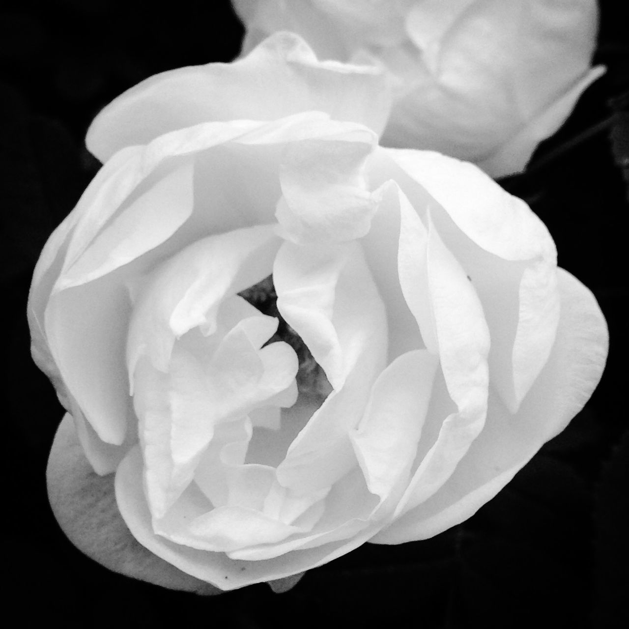 flower, petal, flower head, fragility, freshness, single flower, beauty in nature, rose - flower, close-up, black background, growth, studio shot, nature, blooming, white color, rose, in bloom, single rose, blossom, plant