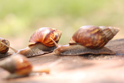 Close-up of snails on wood