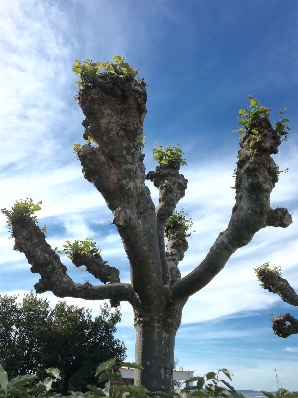 LOW ANGLE VIEW OF TREES AGAINST BLUE SKY