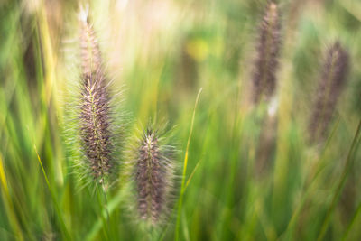 Close-up of thistle