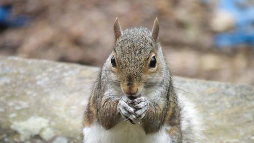 Close-up portrait of squirrel eating outdoors