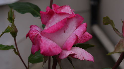 Close-up of pink rose