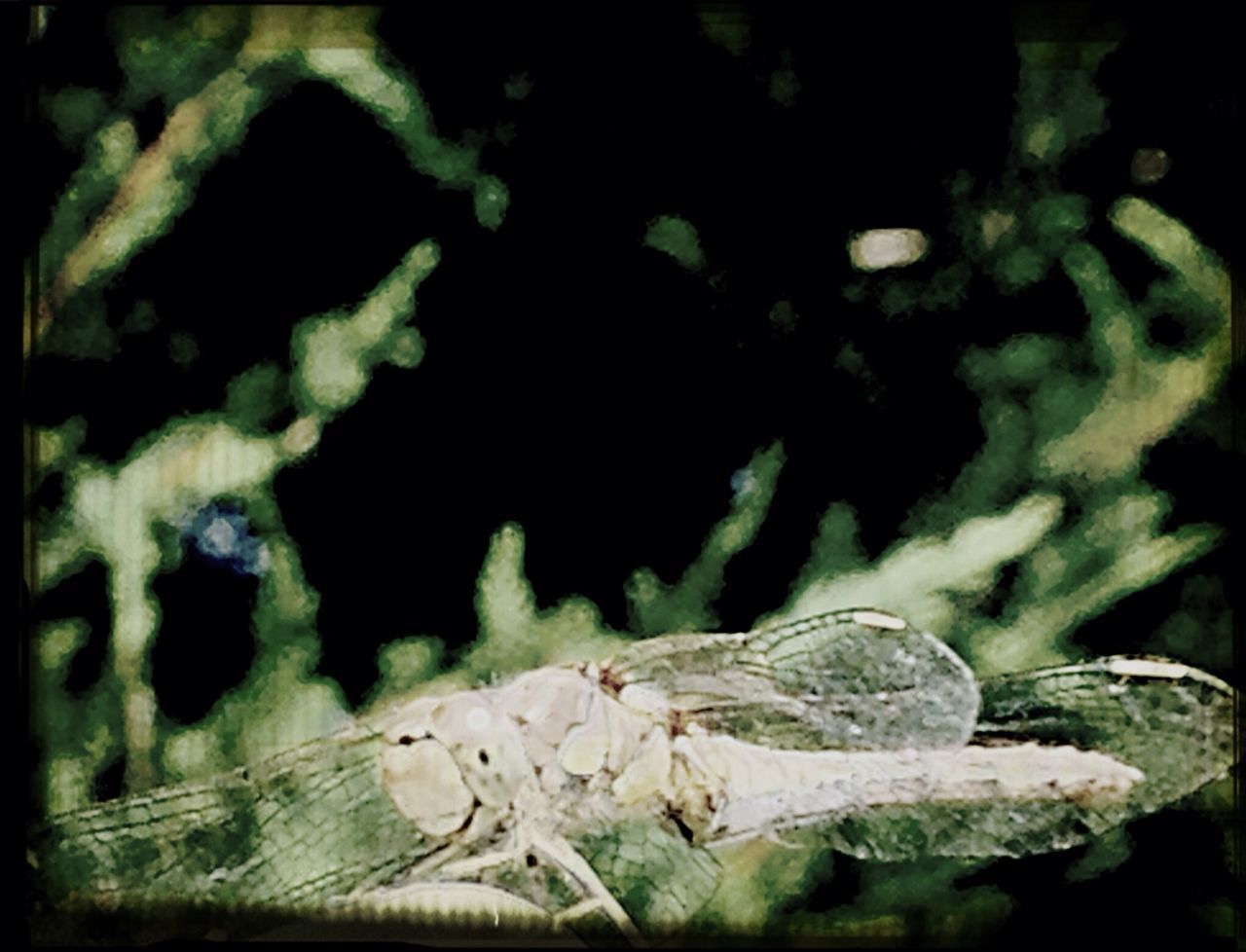 close-up, animal themes, animals in the wild, wildlife, nature, focus on foreground, one animal, selective focus, no people, outdoors, textured, natural pattern, day, death, leaf, plant, beauty in nature, growth, wood - material