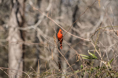 A single adult male cardinal bird perched on a twig in full plumage in the woodlands 