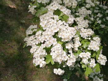 Close-up of white flowers on tree