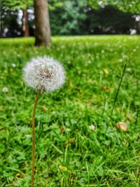 Close-up of dandelion blooming in field