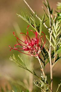 Close-up of plant