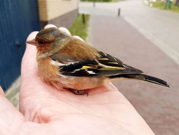 Close-up of hand holding bird