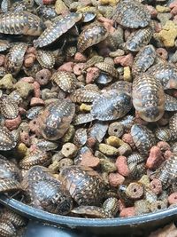 High angle view of shells in water