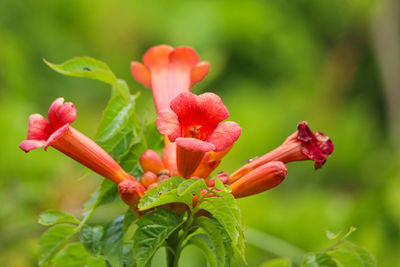 Close-up of red flowering plant