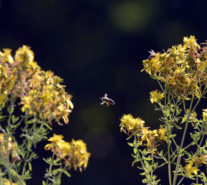 Close-up of bee flying over flowers