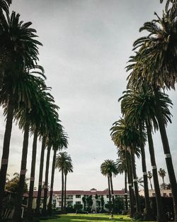Low angle view of palm trees against sky