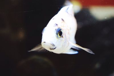 Close-up of fish swimming in aquarium