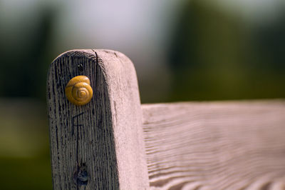 Close-up of snail on wood