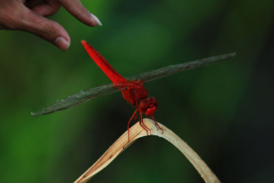 Close-up of butterfly on hand