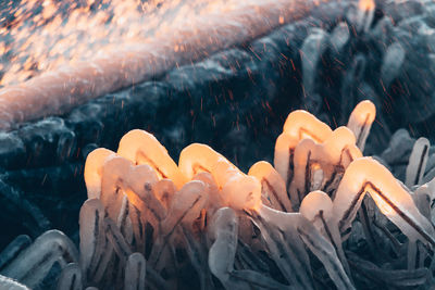 Close-up of frozen plant in winter