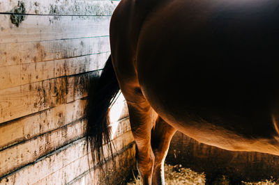 High angle view of a horse