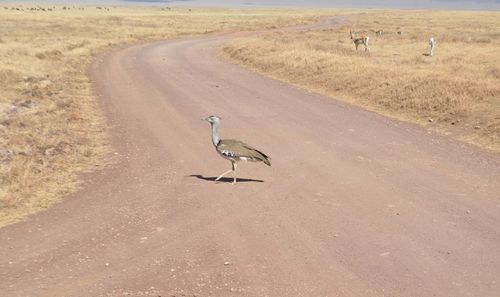 View of birds on dirt road