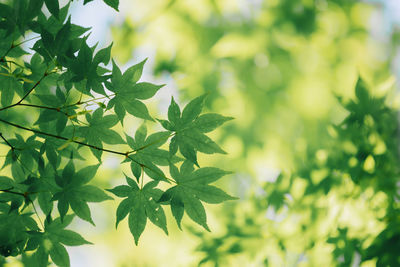 Close-up of maple leaves