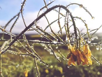 Morning dew, in a canola field 