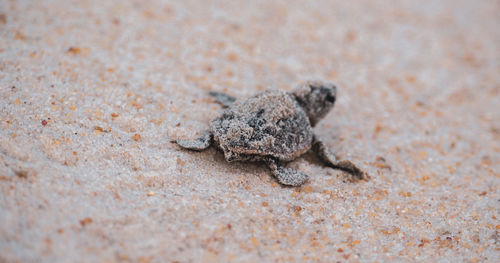 High angle view of crab on sand