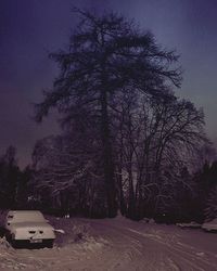 Bare trees along road